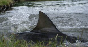 Sharks on an Australian Golf Course Made a Watery Grave Like no Other