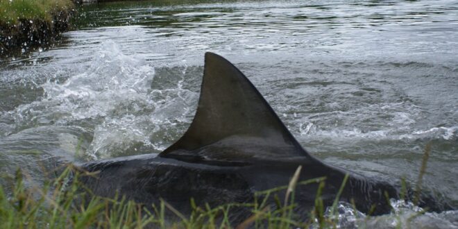 Sharks on an Australian Golf Course Made a Watery Grave Like no Other
